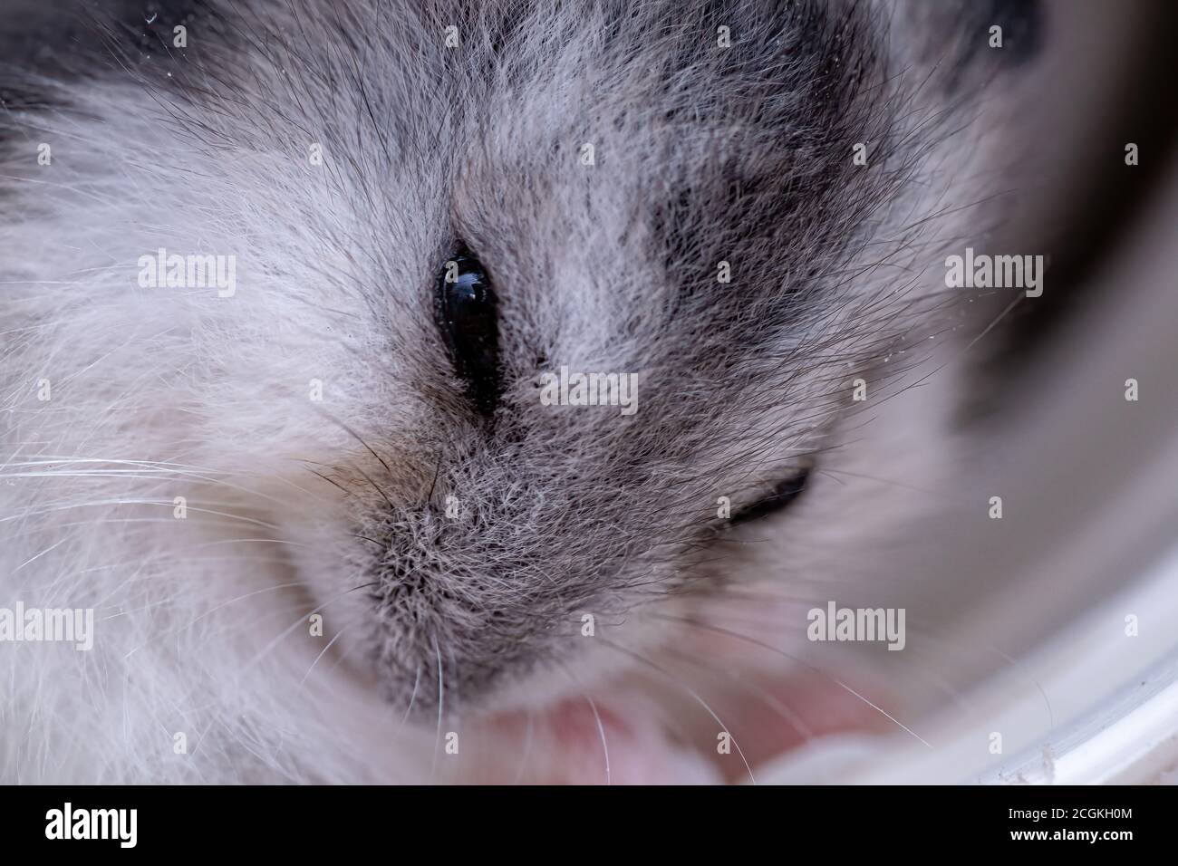 Campbell's dwarf hamster of the species Phodopus campbelli Stock Photo ...