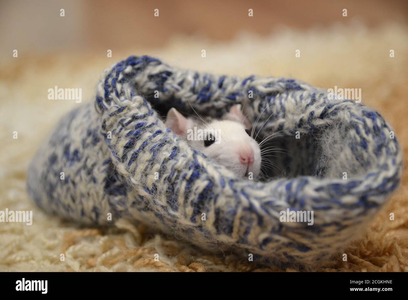 Cute rat in a knitted sock. Symbol of the new year. Rat. Stock Photo
