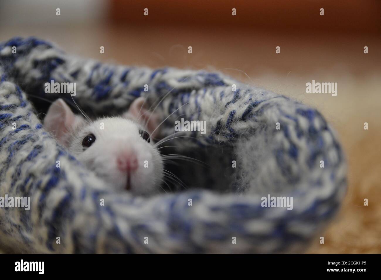Cute rat in a knitted sock. Symbol of the new year. Rat. Stock Photo