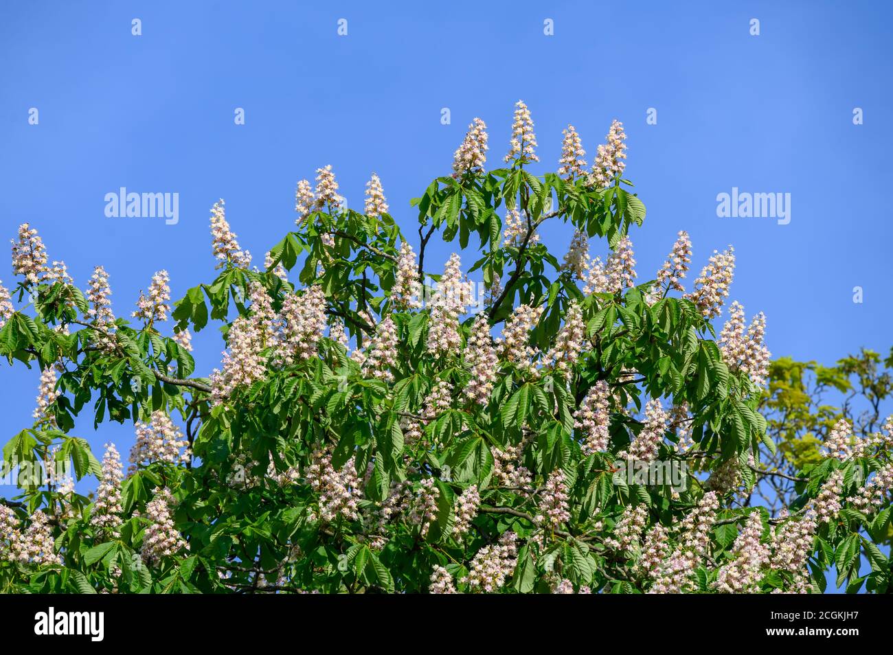 Conca Tree Horse Chestnut tree flowers, conker tree Stock Photo - Alamy