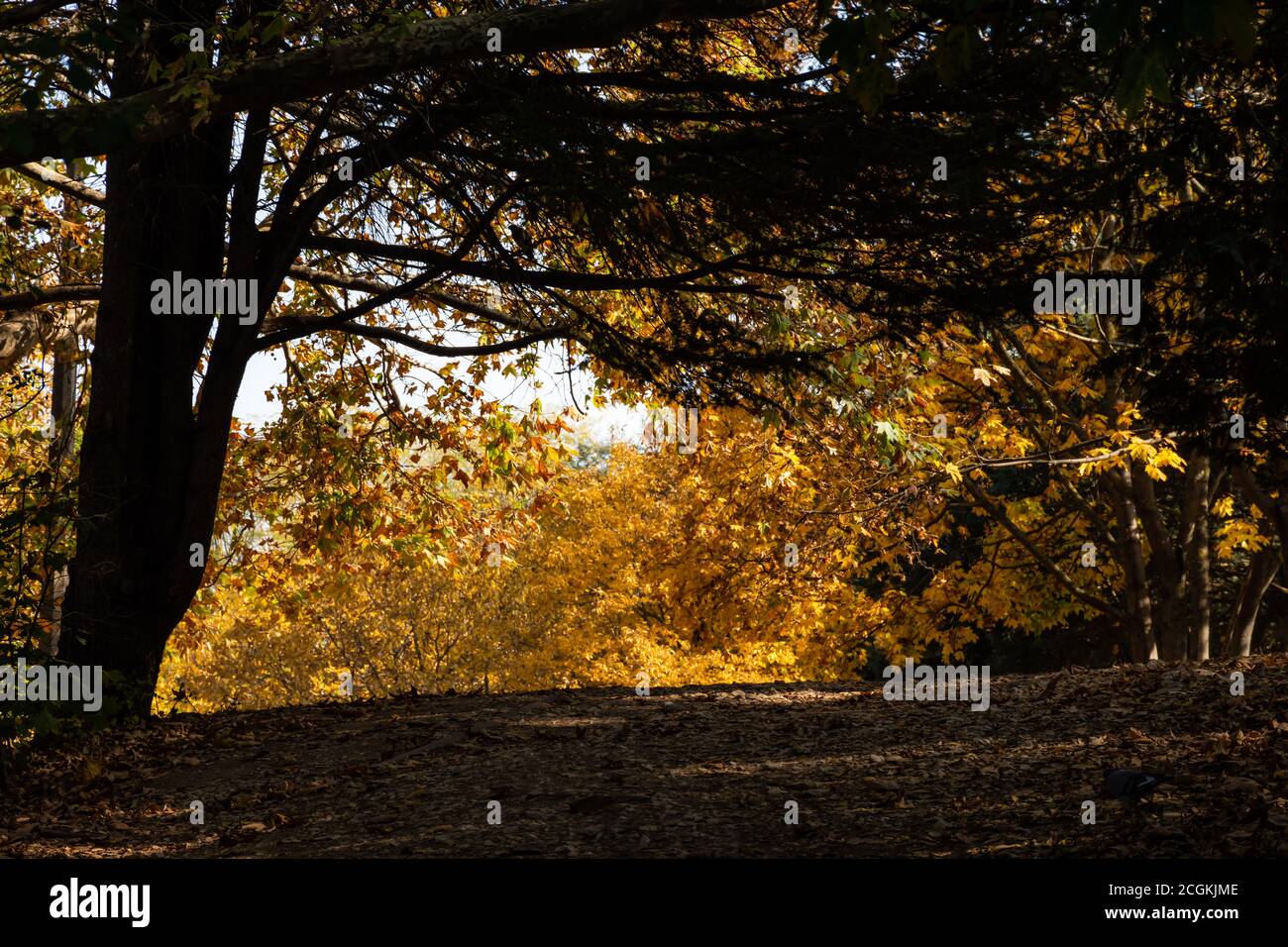 Alley in the Park in autumn. Horizontal frame with the yellow trees and the sidewalk. A walk in the autumn Park. Natural autumn background. Landscape Stock Photo