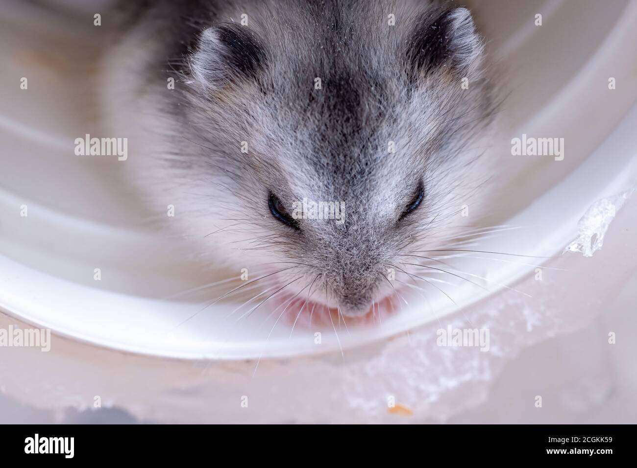 Campbell's dwarf hamster of the species Phodopus campbelli Stock Photo ...