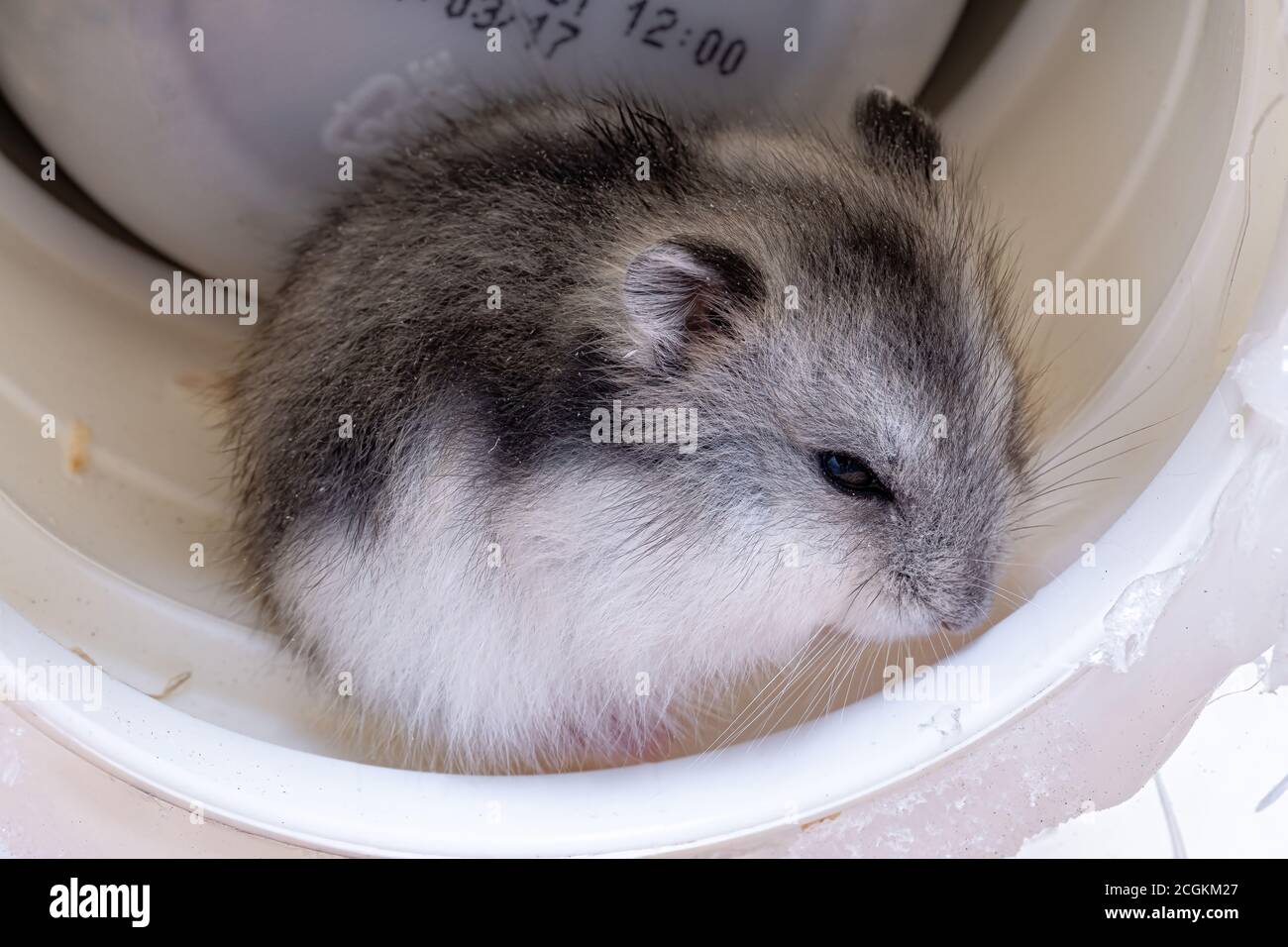 Campbell's dwarf hamster of the species Phodopus campbelli Stock Photo ...