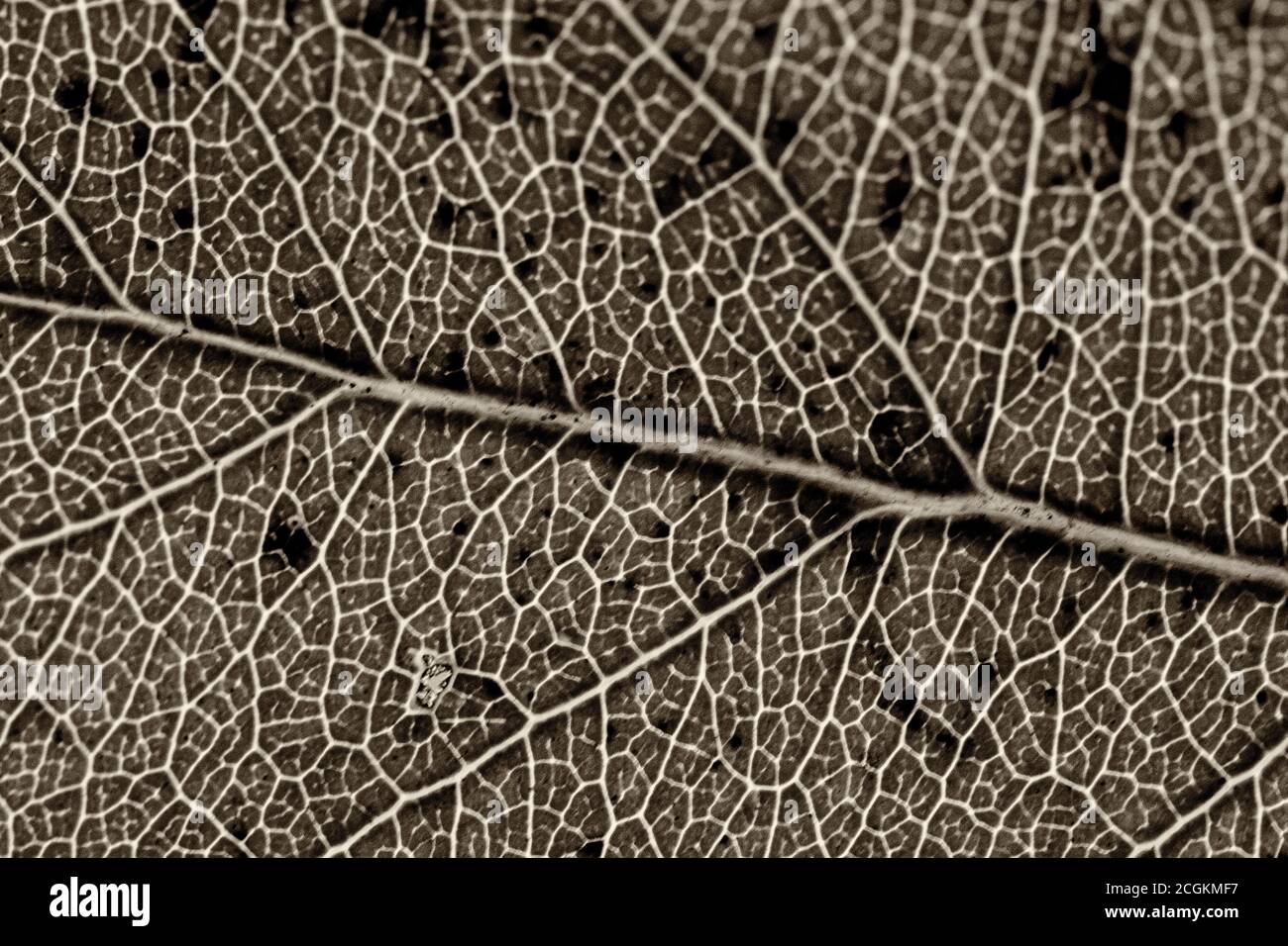 This macro shot of an apple tree leaf (Malus domestica) is backlit by ...