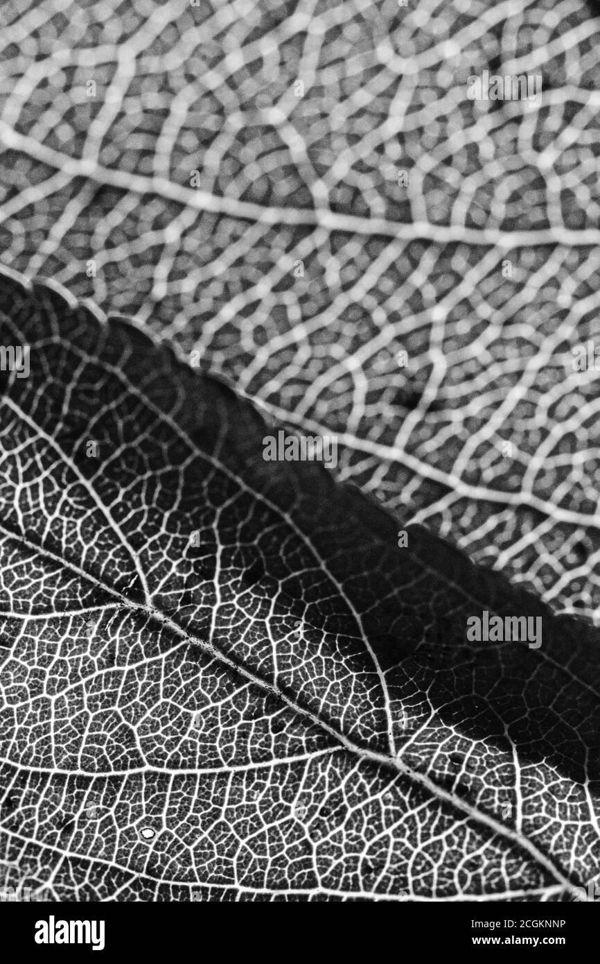 This macro shot of two, backlit, overlapping apple tree leaves (Malus ...