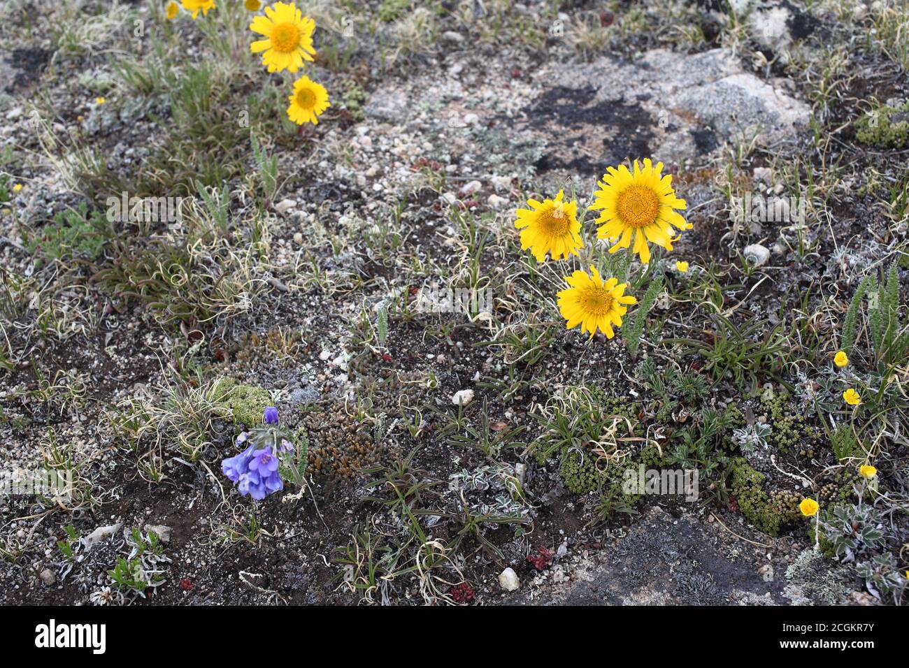High elevation wildflowers hi-res stock photography and images - Alamy
