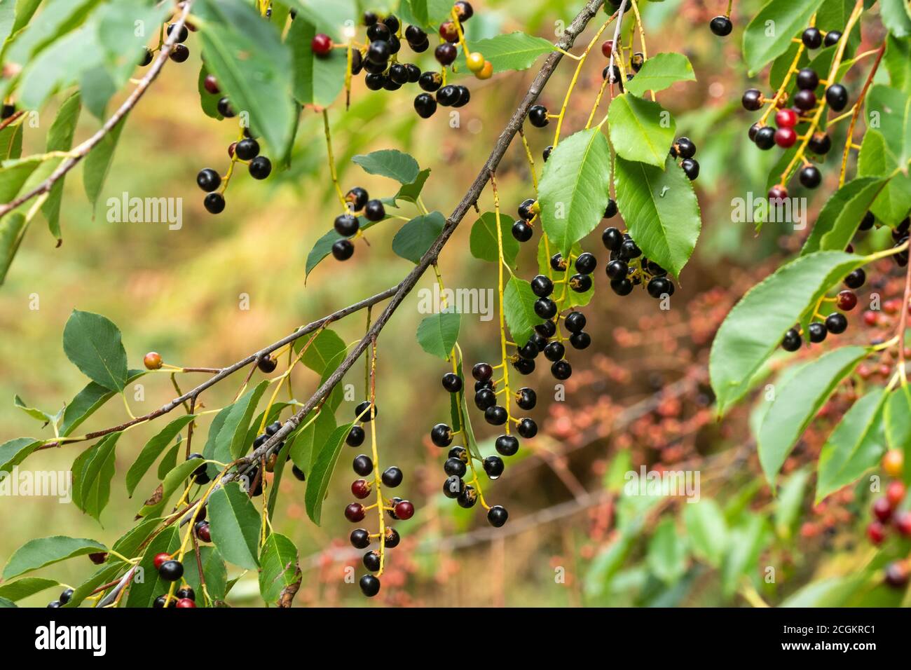 Alder buckthorn (Frangula alnus) tree with berries, UK, during September Stock Photo
