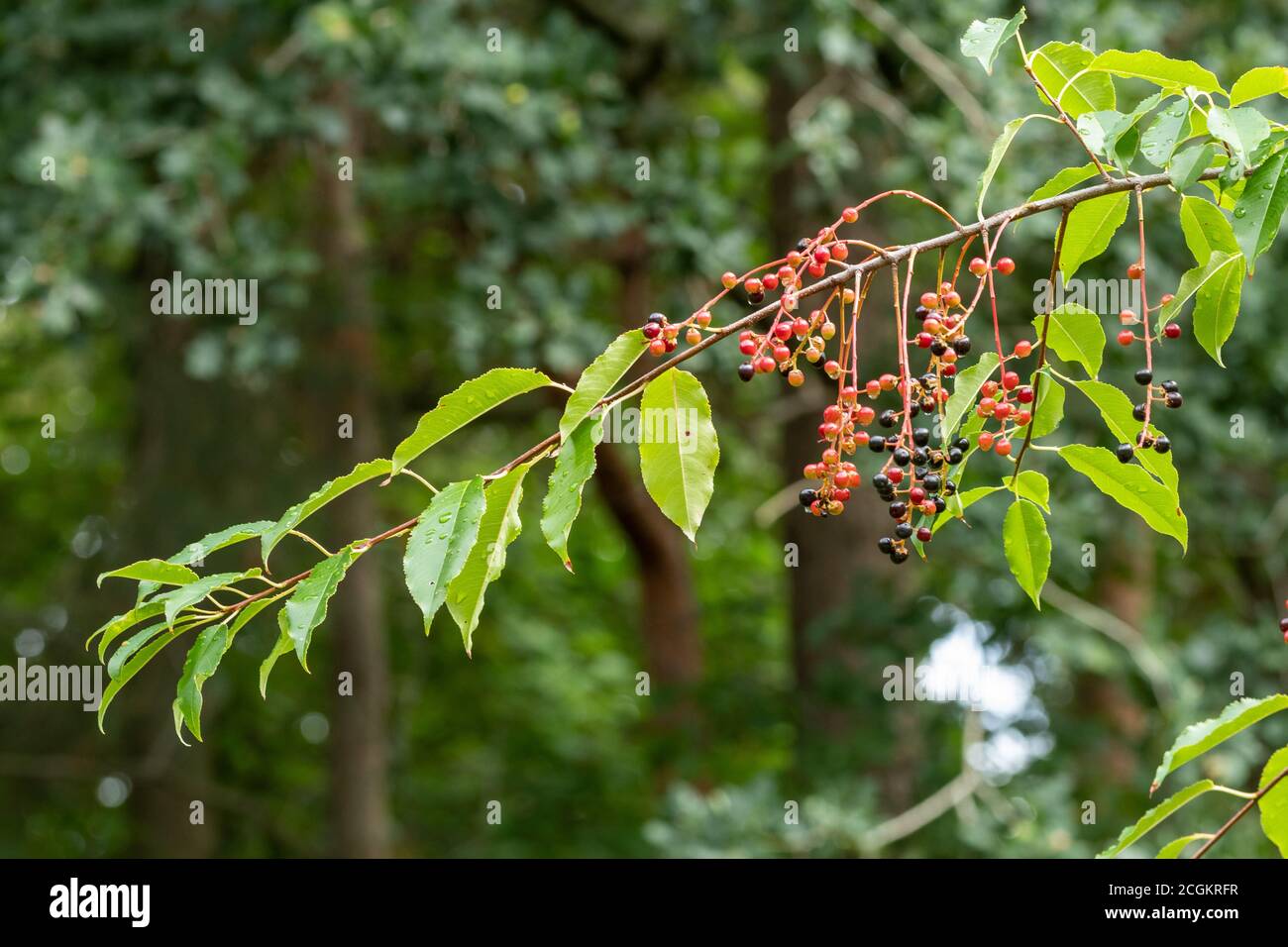 Alder buckthorn (Frangula alnus) tree with berries, UK, during September Stock Photo