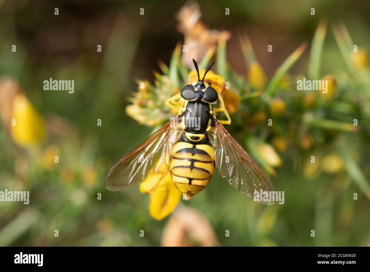 Black and yellow striped hoverfly collecting nectar from gorse flowers in Sepember, UK Stock Photo