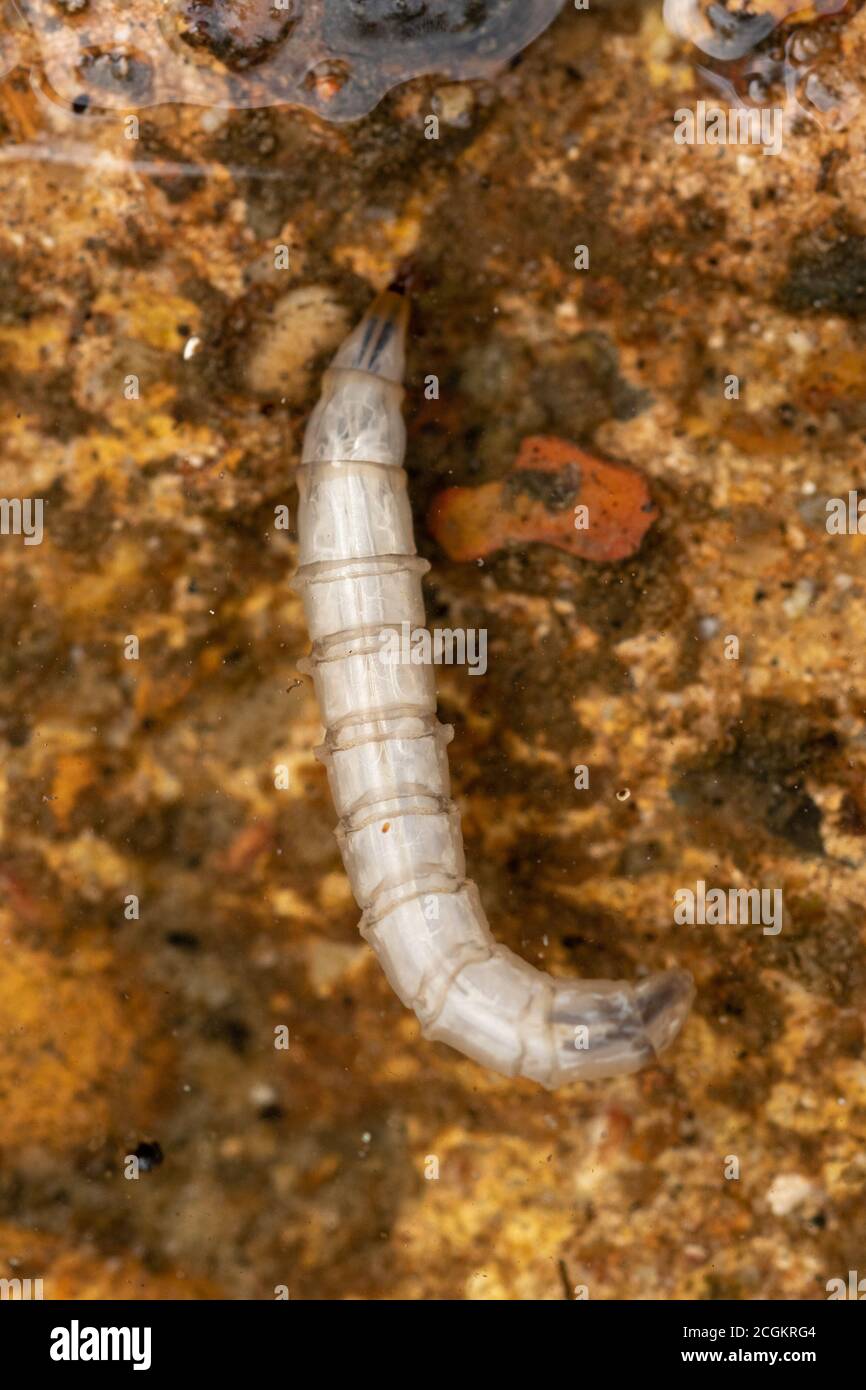 Midge larva swimming in a pond, UK Stock Photo