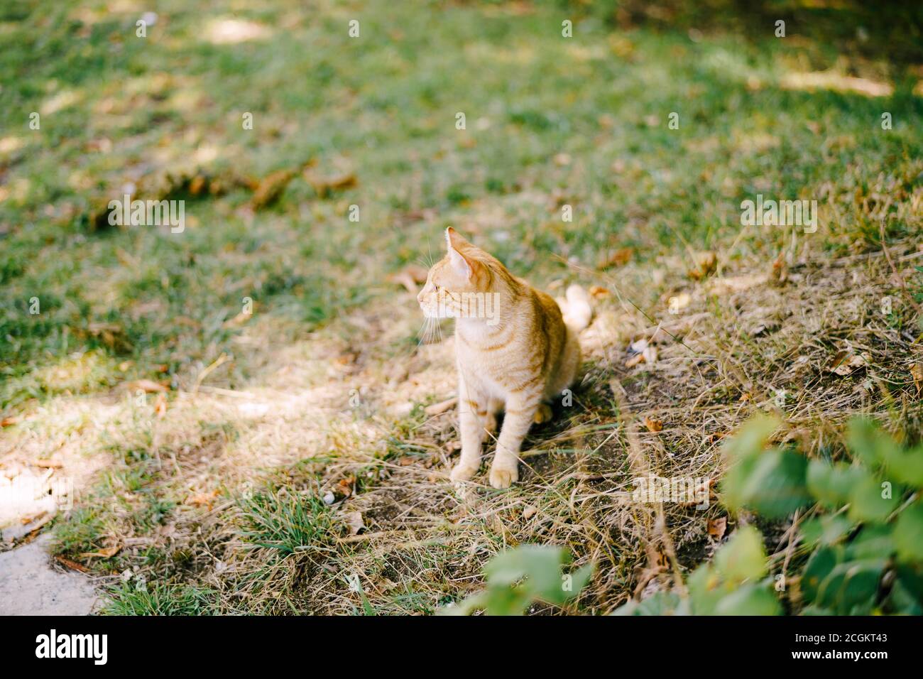 A ginger cat sits in a clearing with fresh green and yellow dry grass. Stock Photo