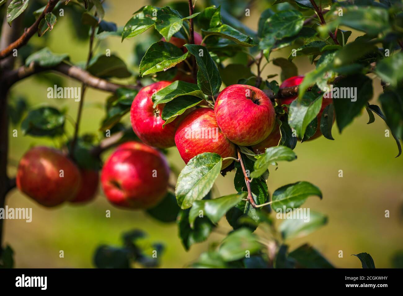 large ripe red apples hanging from tree branch in orchard ready for ...