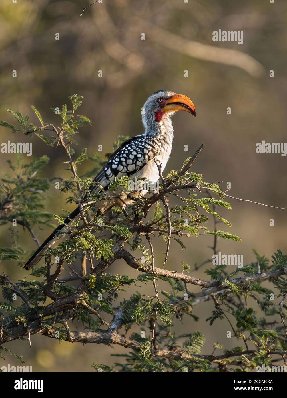 Side view of southern yellow-billed hornbill perched in a tree iin South Africa. Stock Photo