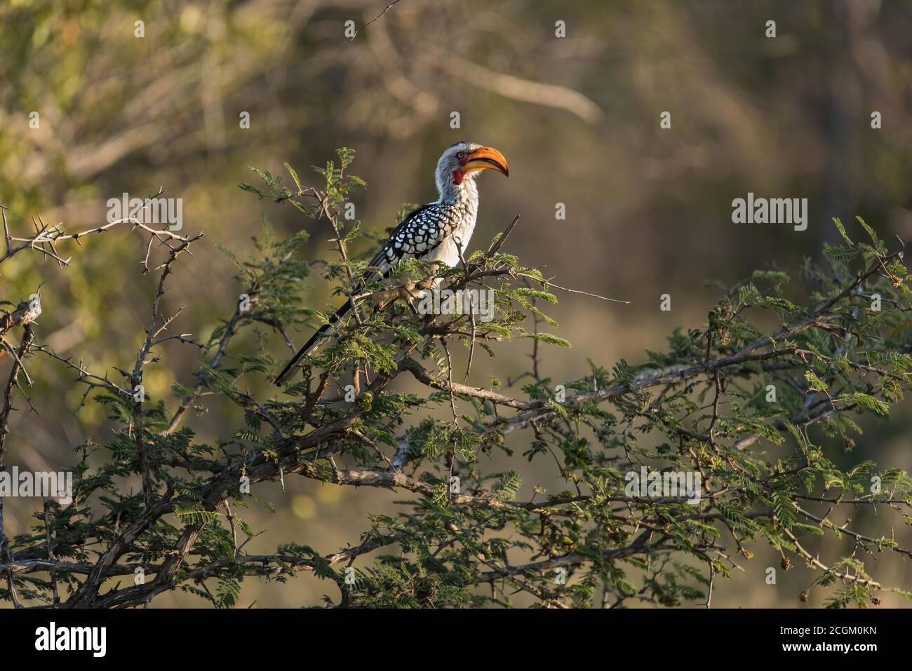 Side view of southern yellow-billed hornbill perched in a tree iin South Africa. Stock Photo