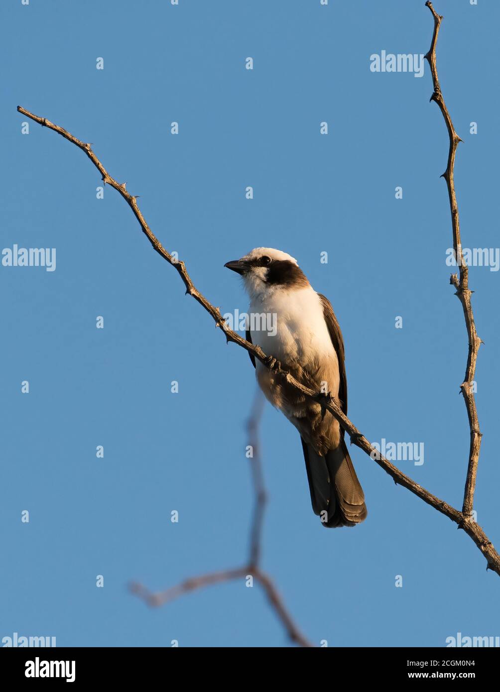 Southern white-crowned shrike in South Africa. Stock Photo