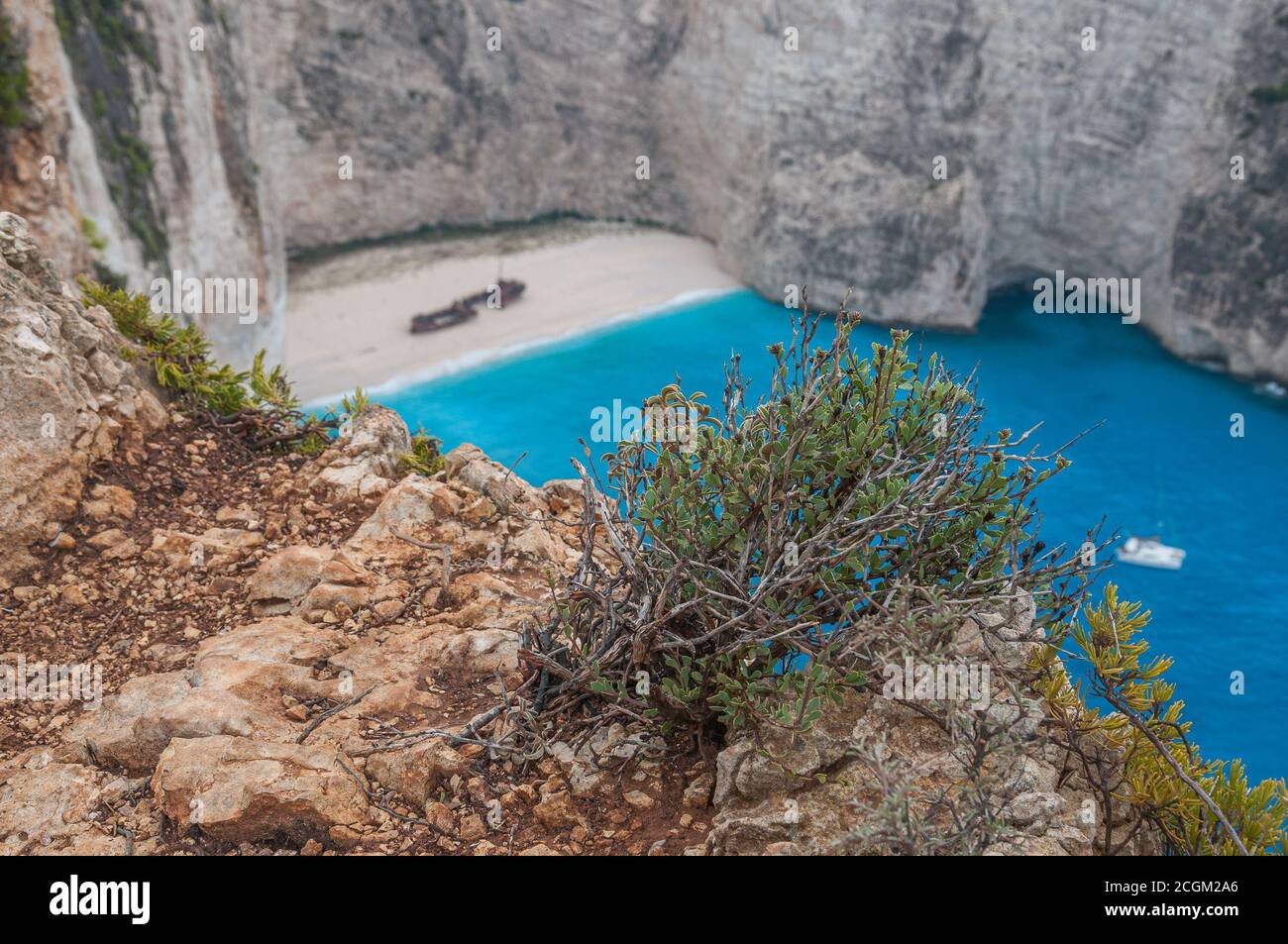 Close up of plant over the cliff, with blurred background of the shipwreck beach, Zakynthos island, Greece Stock Photo