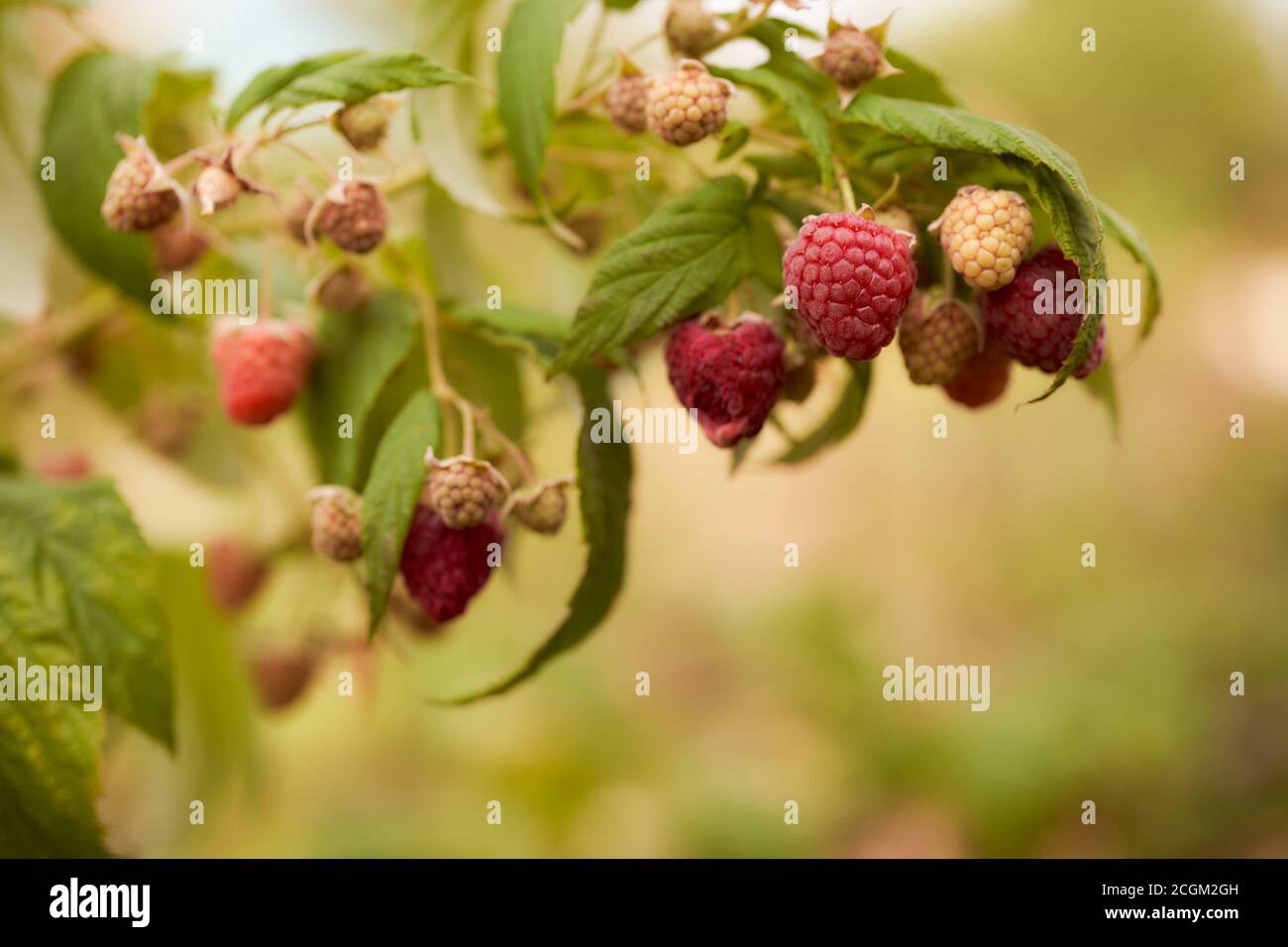 Ripe raspberries hang on green twigs. Blurred background. Close-up ...