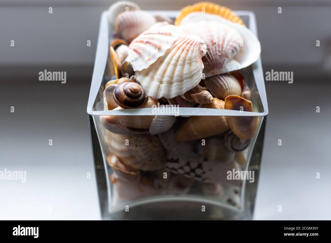 Glass vase with seashells Stock Photo Alamy