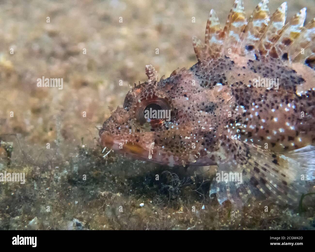 Close up of a Black Scorpionfish (Scorpaena porcus) in the Mediterranean Sea Stock Photo