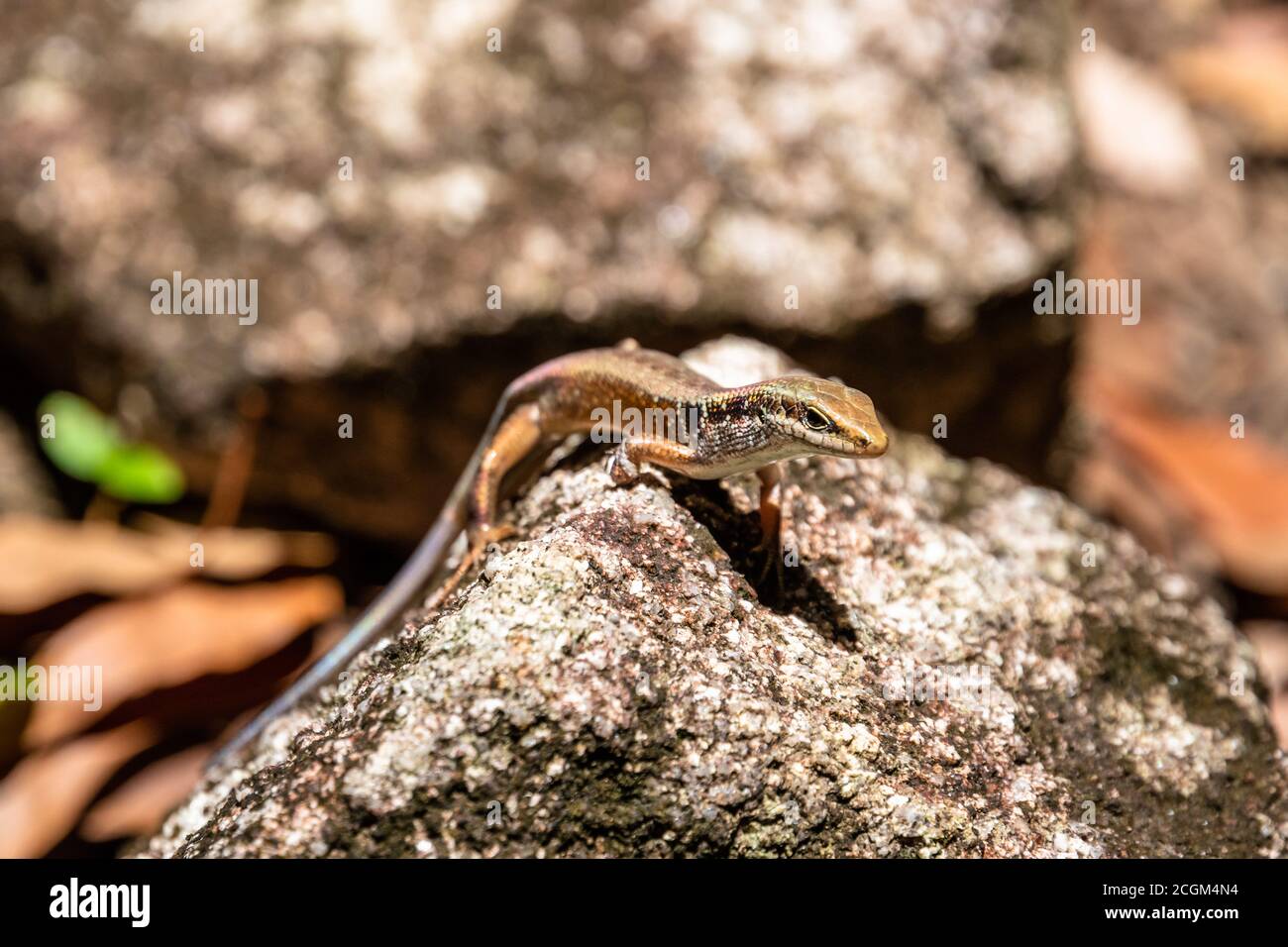 Carlia amax lizard in Fitzroy Island, Queensland, Australia Stock Photo