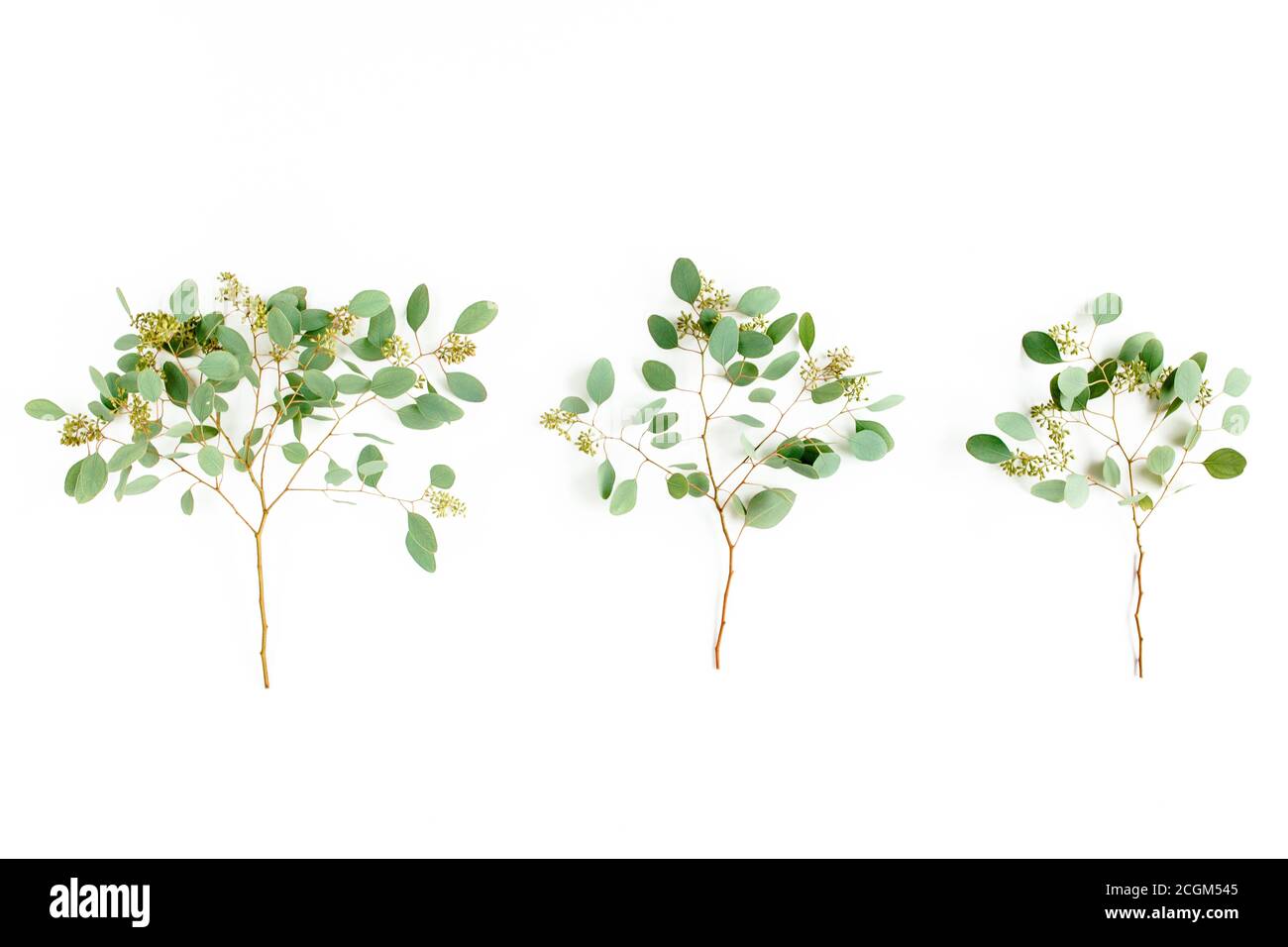 Set of eucalyptus leaves and eucalyptus branches with fruits in the ...