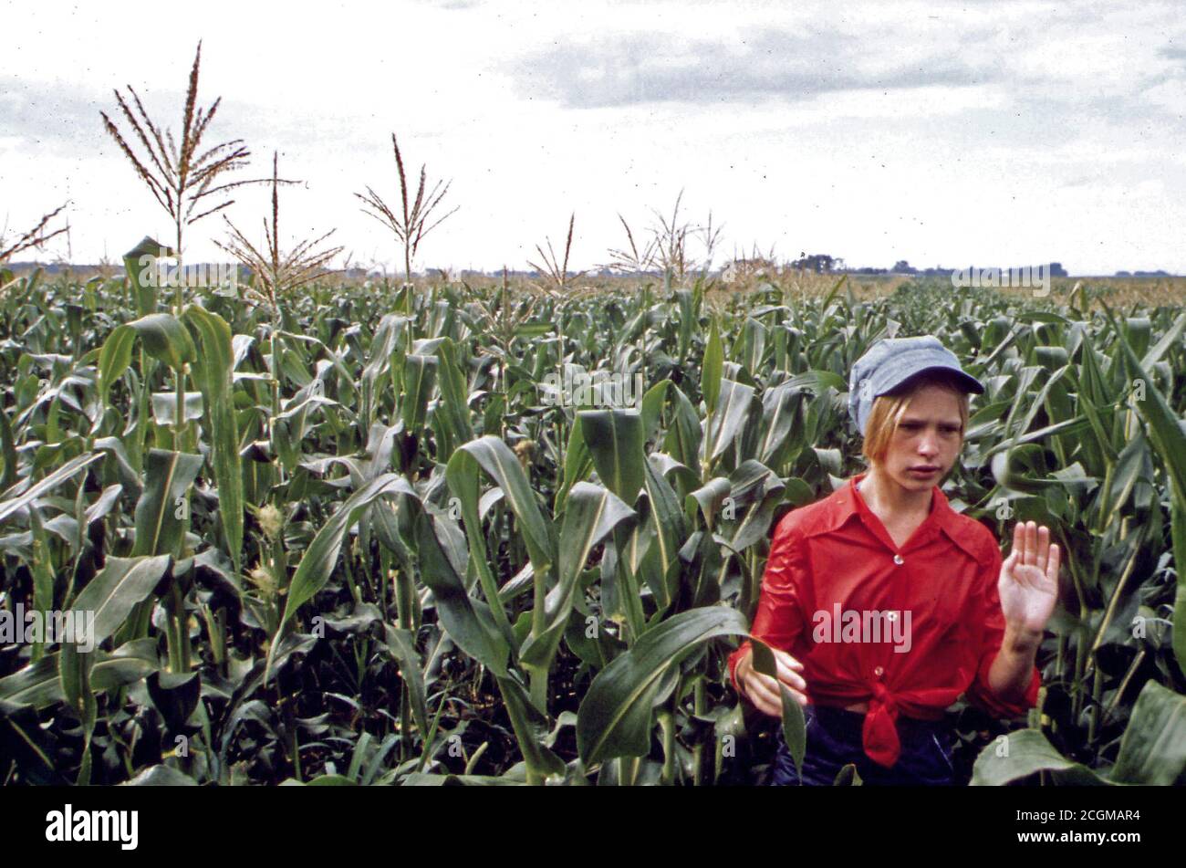 Teenage Worker Detasseling Corn in a Field During the Summer near New Ulm, Minnesota ca. 1975 Stock Photo