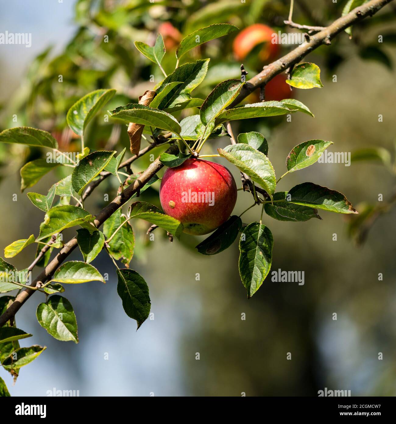 The apples are ripe. Apple picking season in Germany. Black Forest