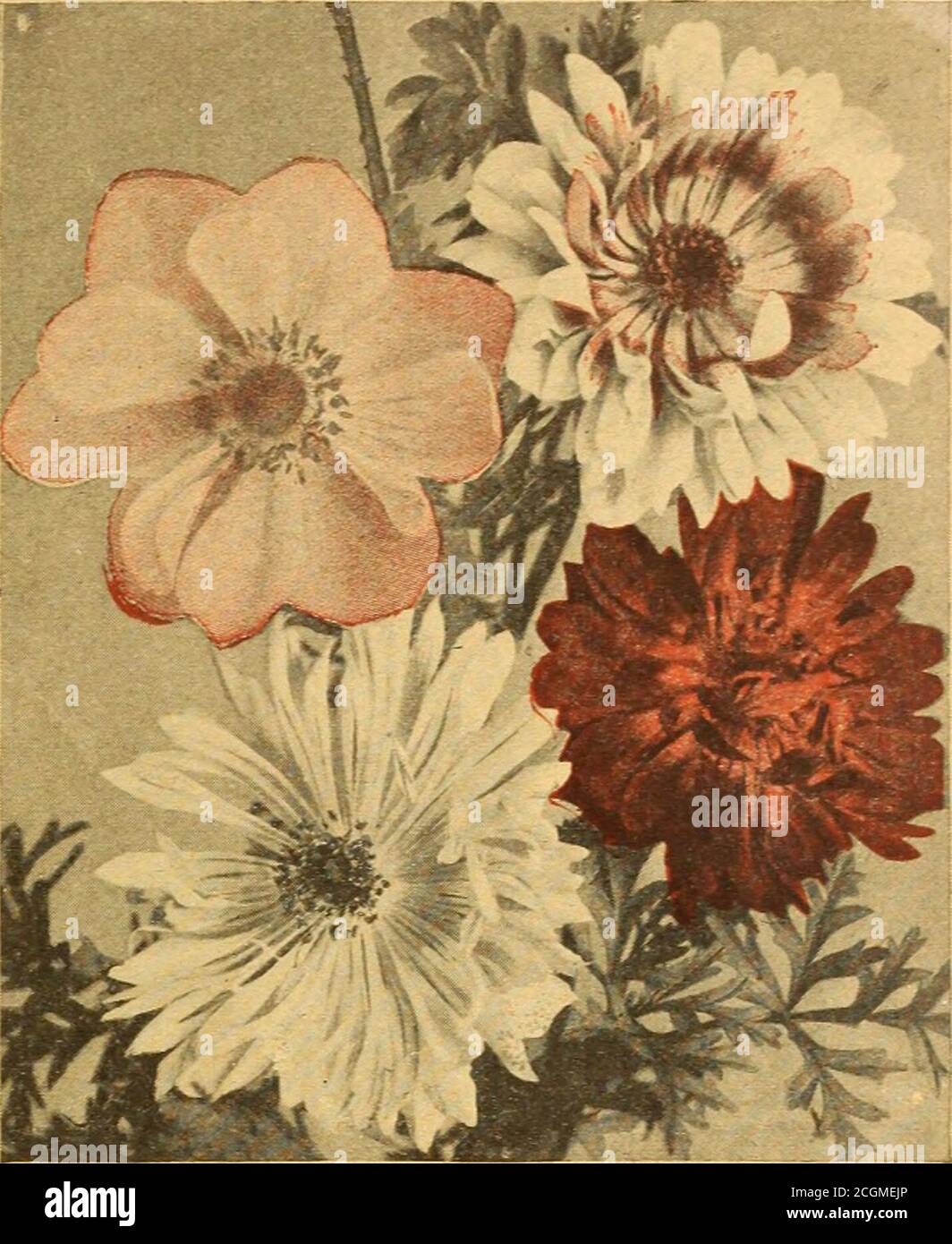 . Everything for the garden : 1920 . Poppy-Flowered Anemones St. ANEMONES 1092 A. St. Brigid. These beautiful Irish Poppy-fli»wered varieties produce inabundance large single, semi-double and double flowers 3 to 5 inches across, inan endless variety of colors, from maroon and brightest scarlet to rlest-pink andfrom lilac to purple. Some are mottled, striped, ringed, etc. For cutting theyare unsurpassed, and in the garden they flower until after frost; hardy perennialsflowering-from seed the second year and thereafter Pkt. 10c. ARNEBIA CORNUTA 1192 A charming annual, growing in bushy form about Stock Photo