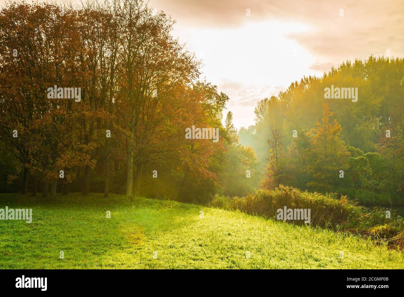Sun rays through trees hi-res stock photography and images - Alamy