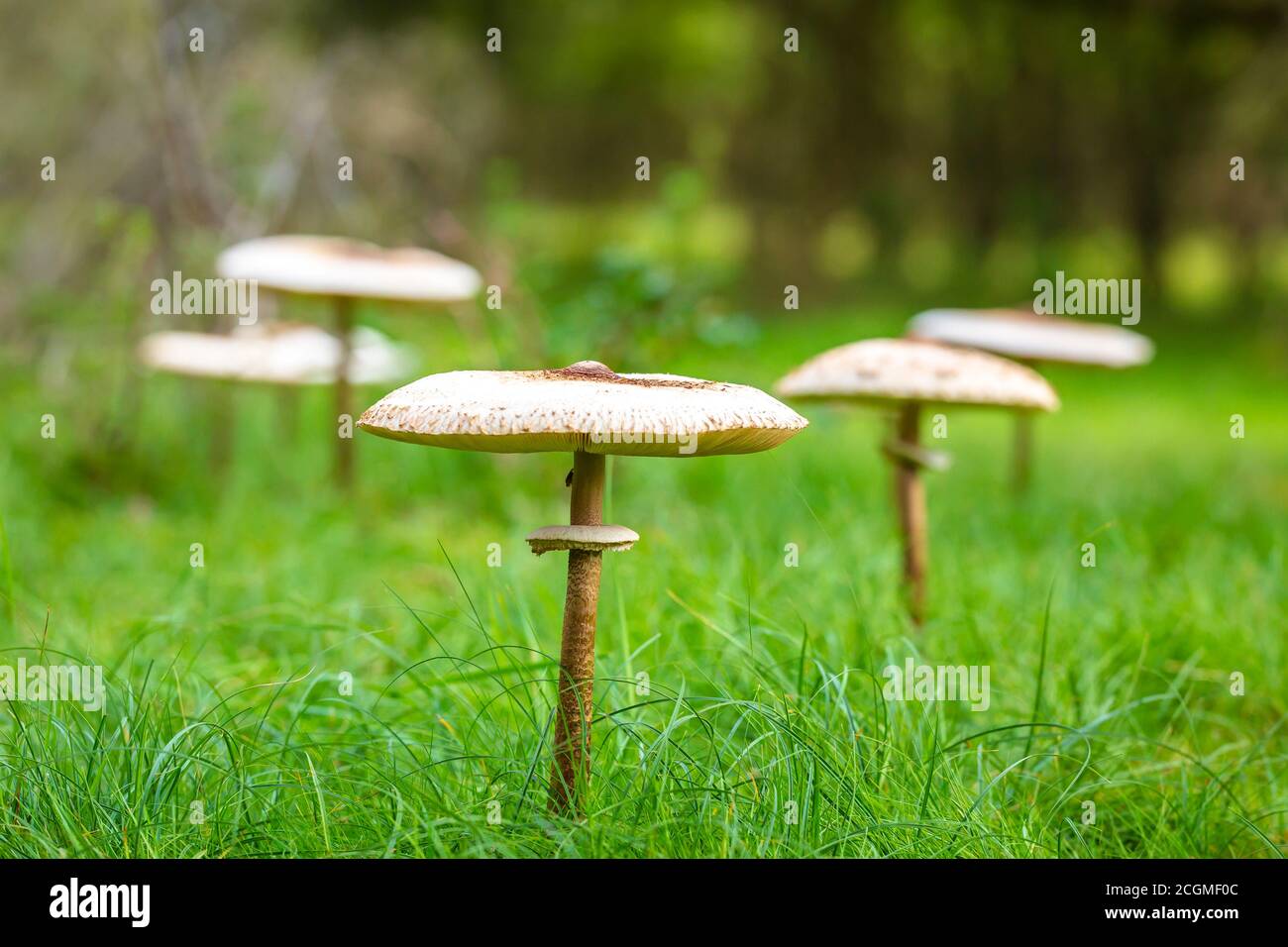 Closeup of a Macrolepiota procera, the parasol mushroom, in a fairy ring. A basidiomycete fungus with a large, prominent fruiting body resembling a pa Stock Photo