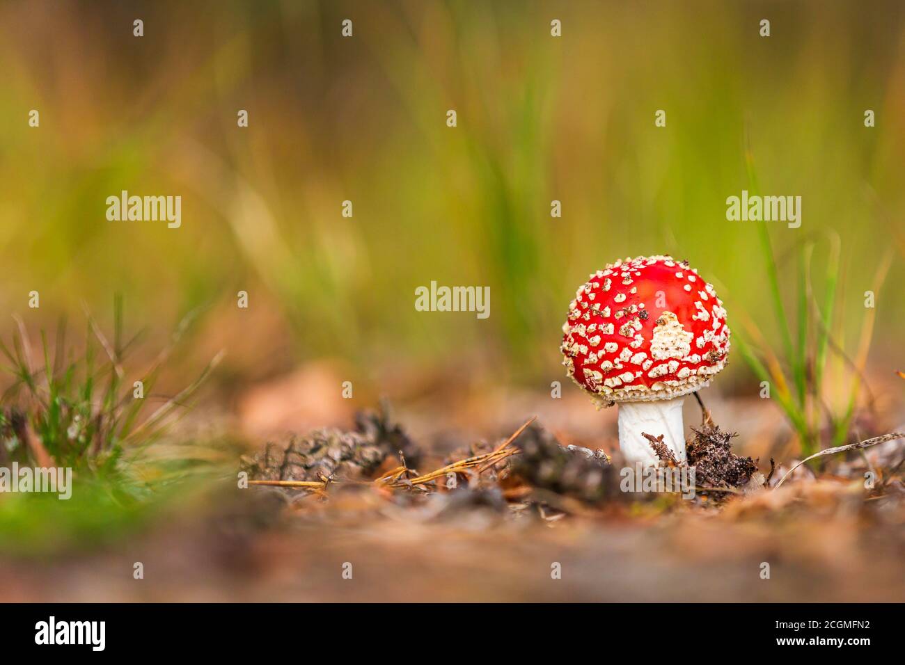 Dreamlike close-up of a amanita muscaria, fly agaric fly amanita basidiomycota muscimol mushroom with typical white spots on a red hat in a forest. Na Stock Photo