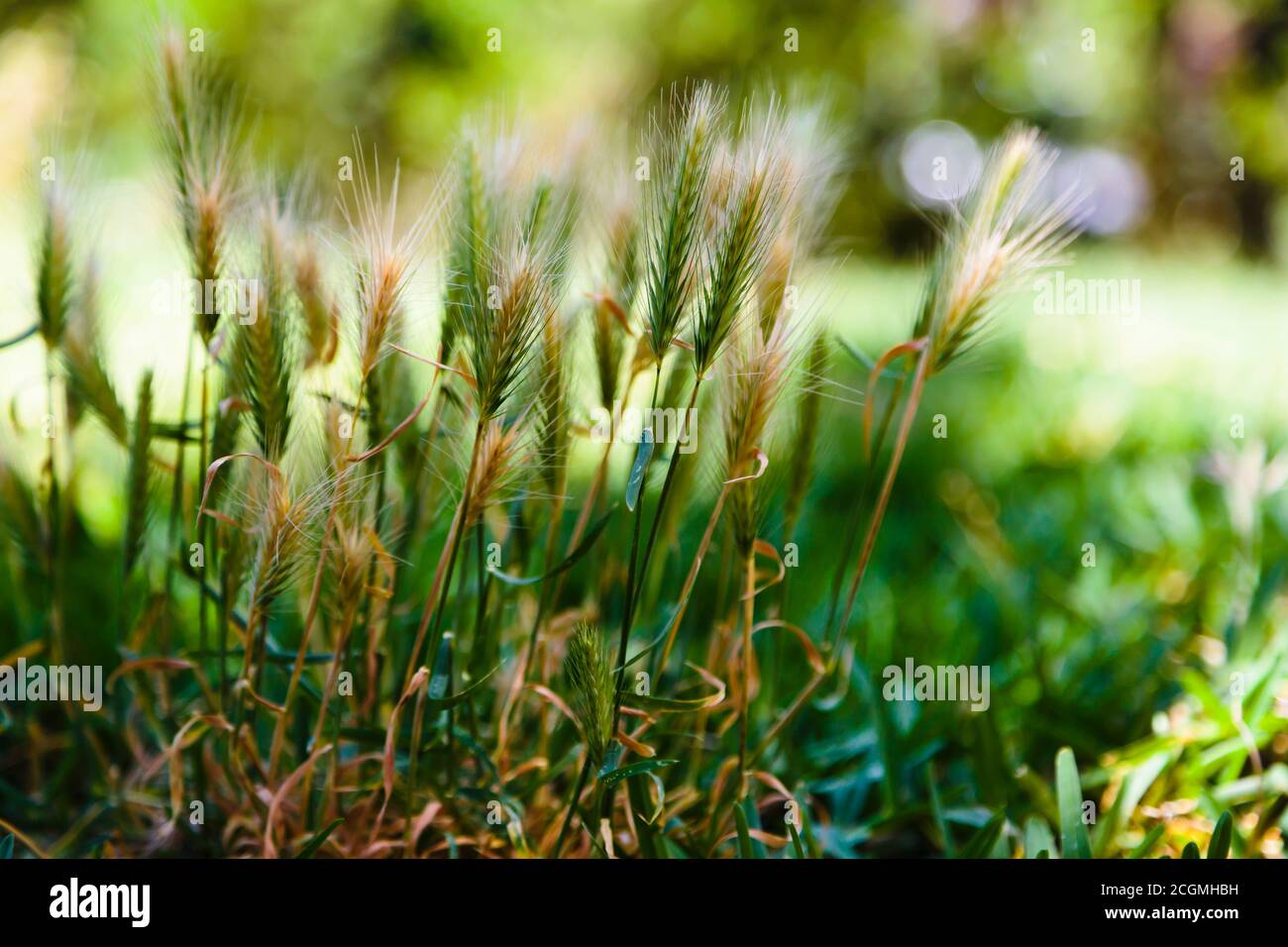Grass inflorescences Stock Photo