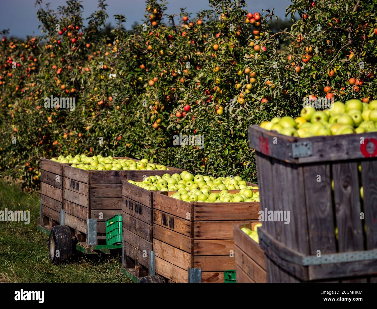 The apples are ripe. Apple picking season in Germany. Black Forest