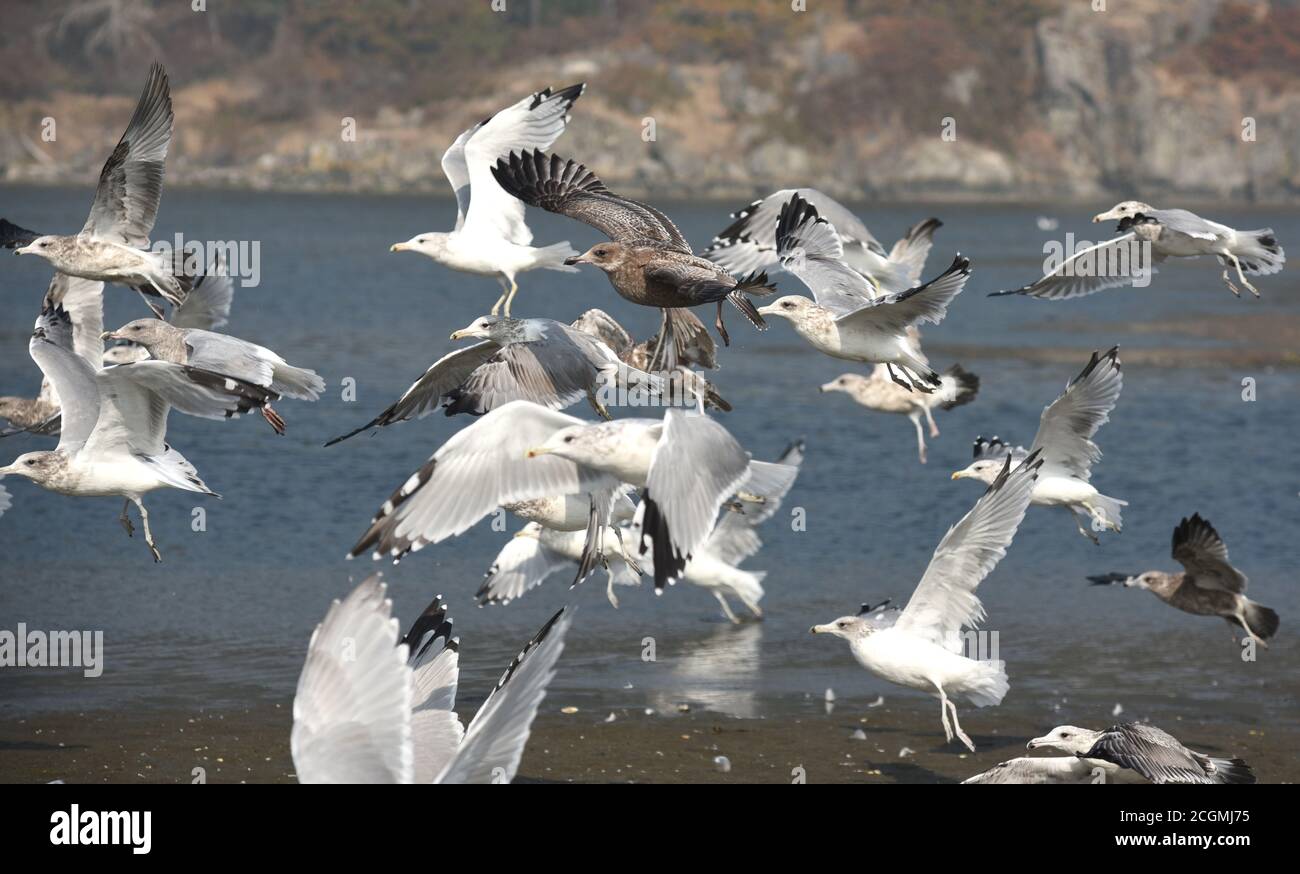 A flock of seagulls takes flight away from a strip of ocean waterfront land on Esquimalt Lagoon in Colwood, British Columbia, Canada on Vancouver Isla Stock Photo