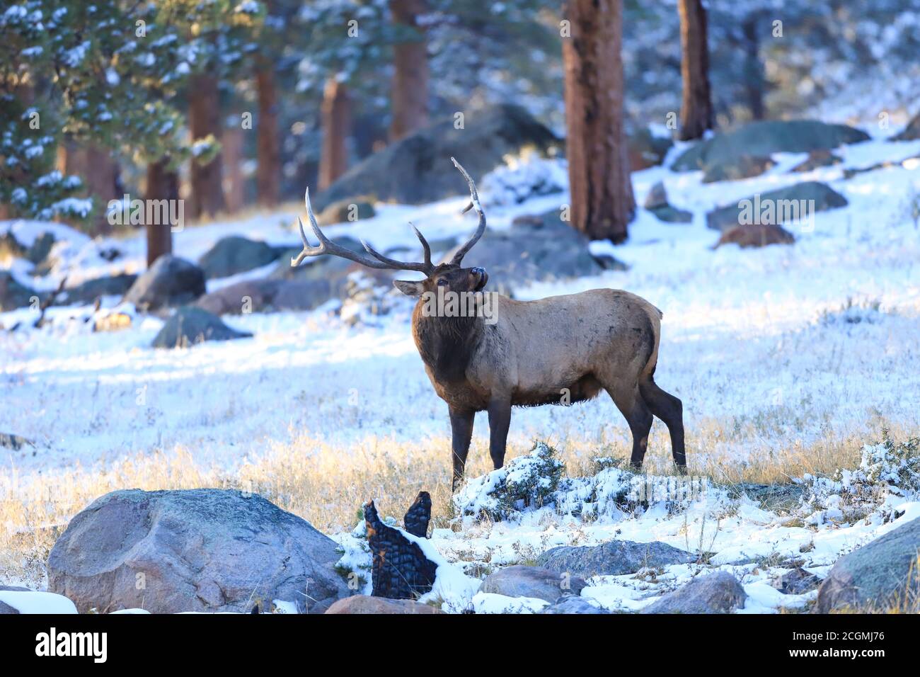 Bull elk bugling in the snow covered forest Stock Photo