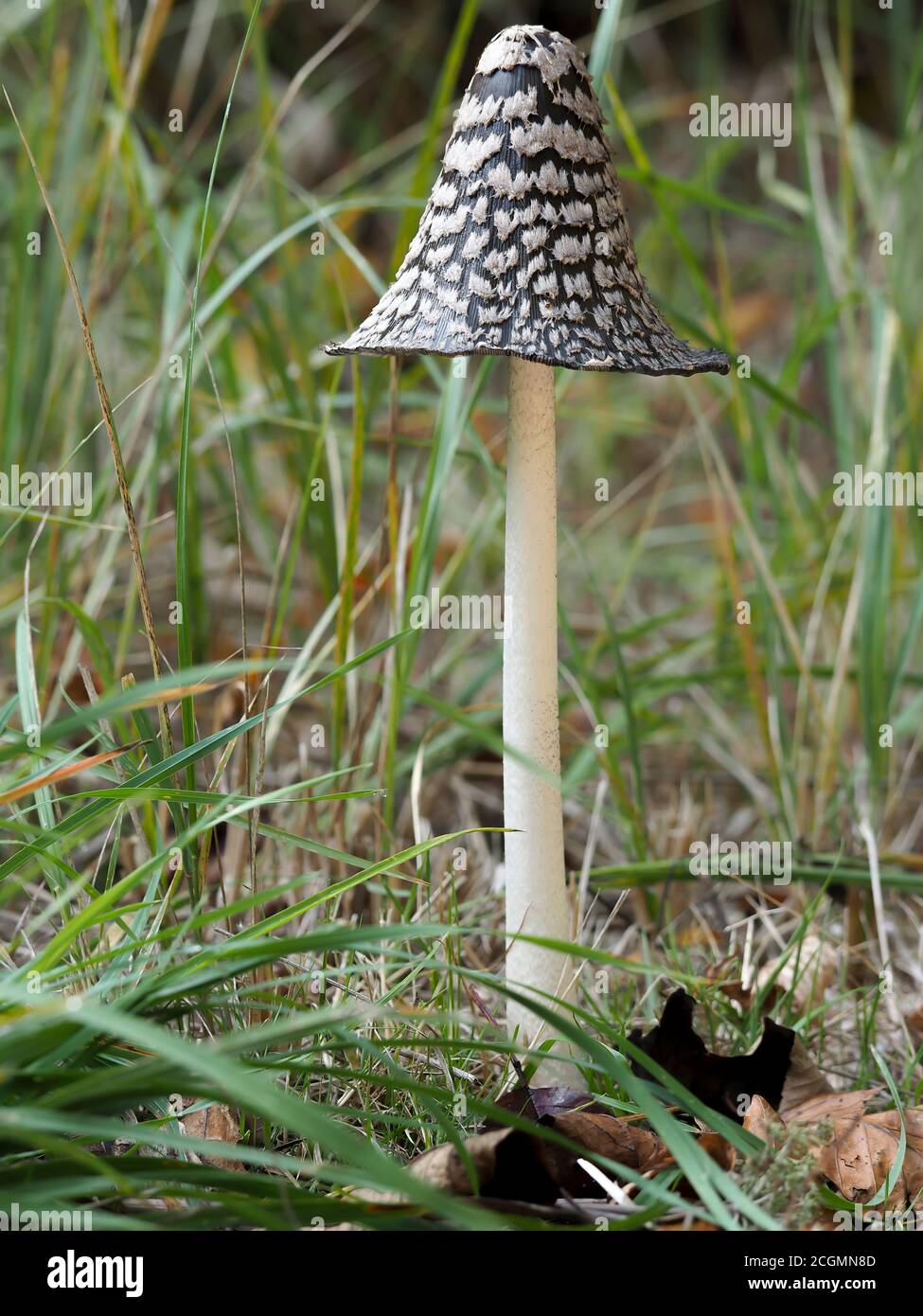 The Magpie Fungus (Coprinopsis picacea Stock Photo - Alamy
