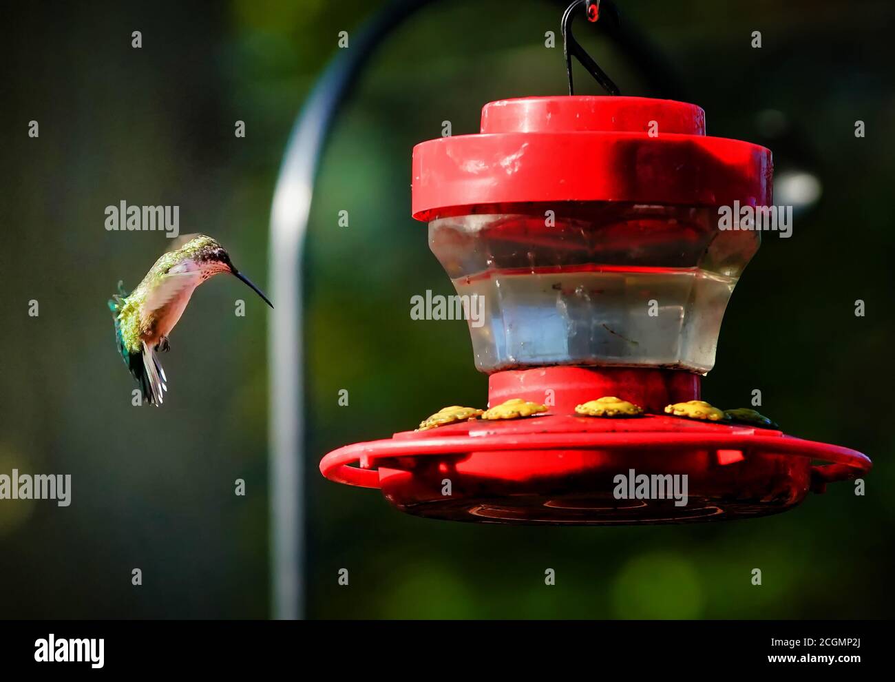 Hummingbird deciding just where he wants to land. Stock Photo