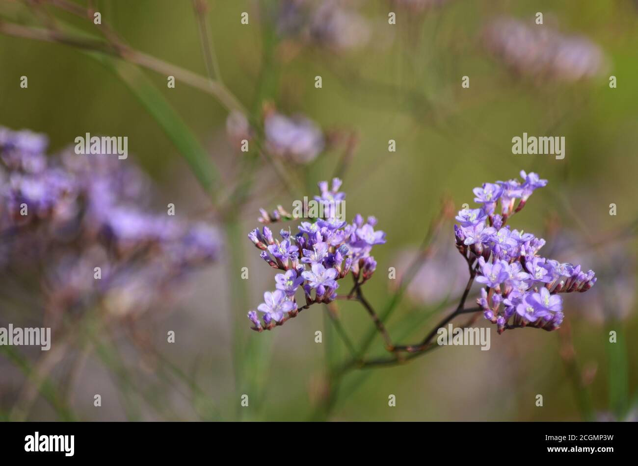 Limonium or statice flower blooms in the meadow in summer. Flora of Ukraine. Shallow depth of field, closeup Stock Photo