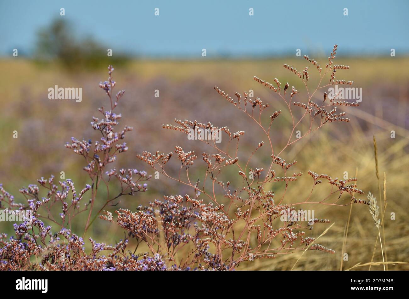 Limonium or caspia flower grows in the meadow in summer. Flora of Ukraine. Shallow depth of field. Stock Photo
