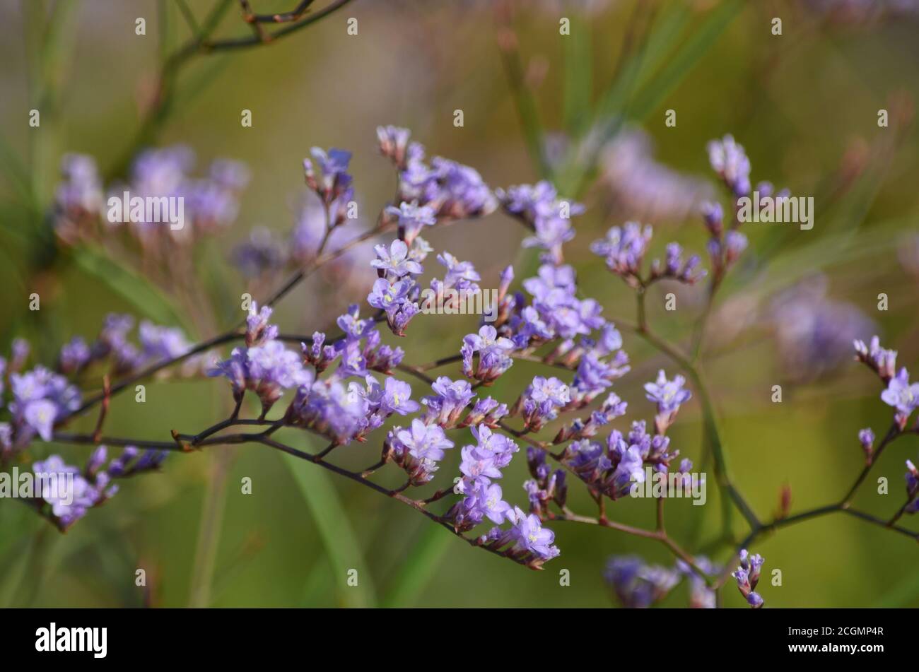 Limonium or sea-lavender flower blooms in the meadow in summer. Flora of Ukraine. Shallow depth of field, closeup Stock Photo