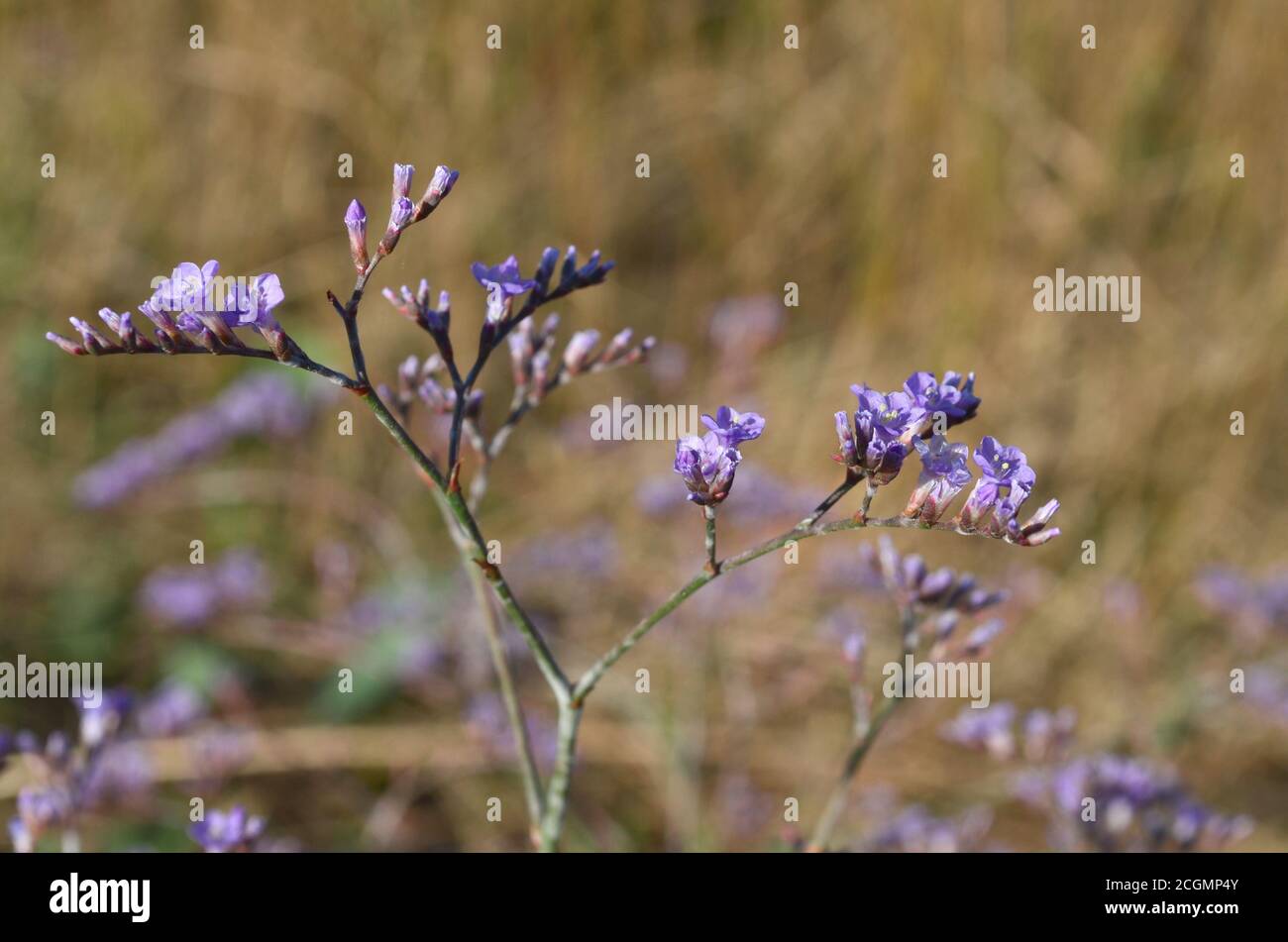 Limonium or marsh-rosemary flower blooming. Flora of Ukraine. Shallow depth of field, closeup Stock Photo