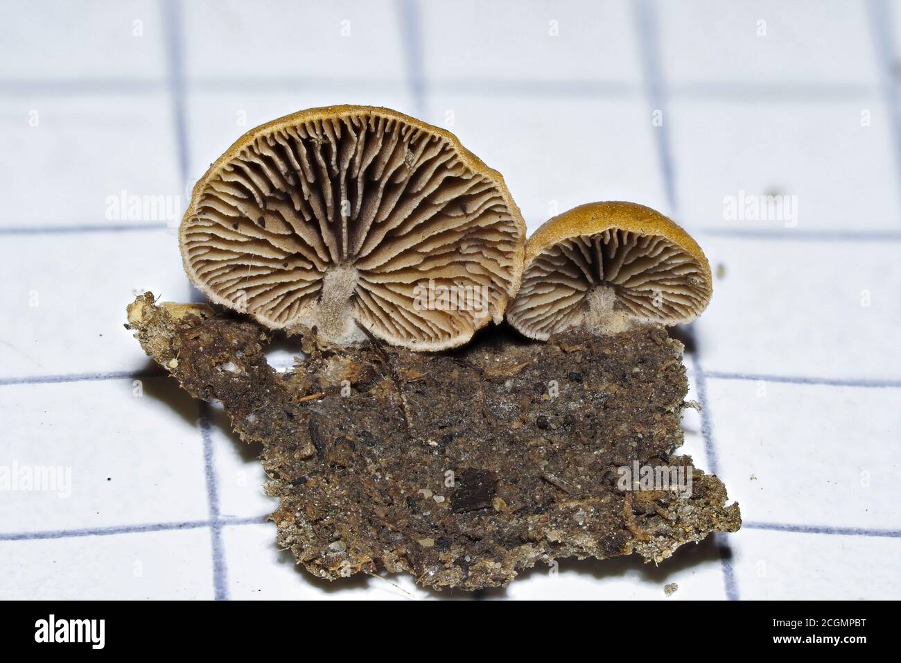 The Deconica horizontales is a rare mushroom on wood Stock Photo