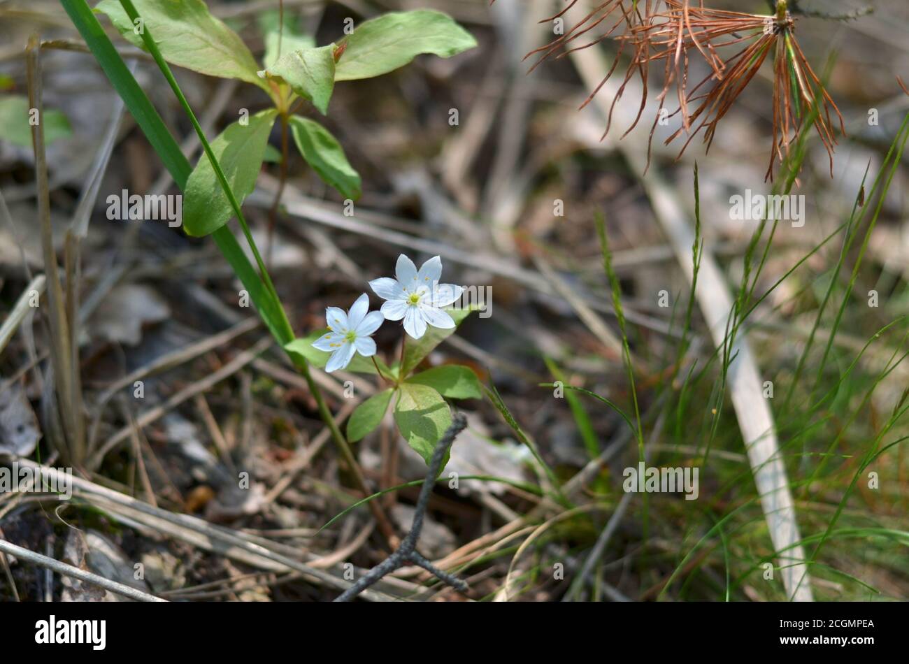 Trientalis europaea. Two small Arctic starflower in the forest. Shallow depth of field, closeup. Stock Photo