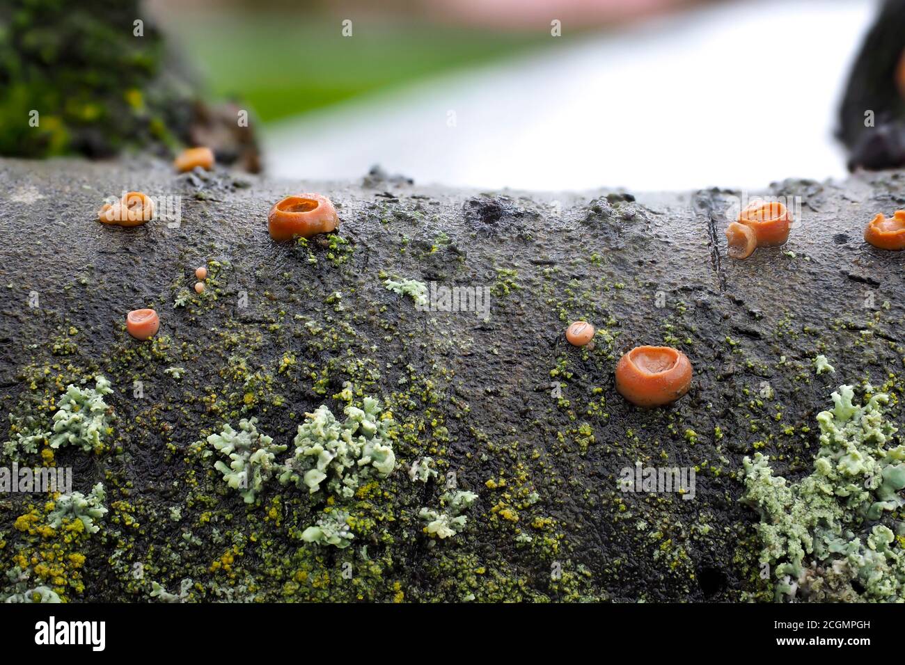 The Ditangium cerasi is a mushroom on cherry wood Stock Photo