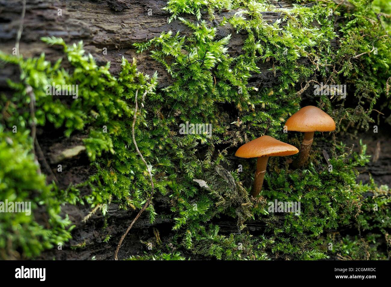 The Funeral Bell (Galerina marginata) is a deadly poisonous mushroom
