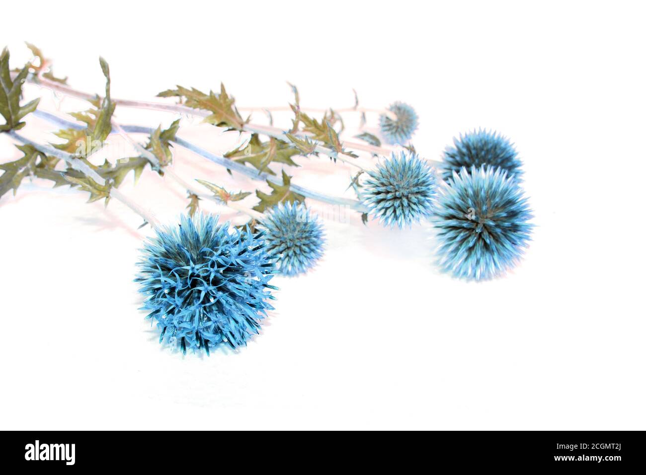 Blue flowers of globe thistle, Echinops ritro. Steppe ornamental plant. Stock Photo