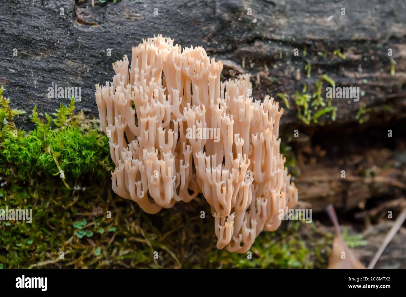 Artomyces pyxidatus fungus (also called crown coral or crown-tipped coral fungus) on a log in the forest. Ukraine. Close-up. Stock Photo