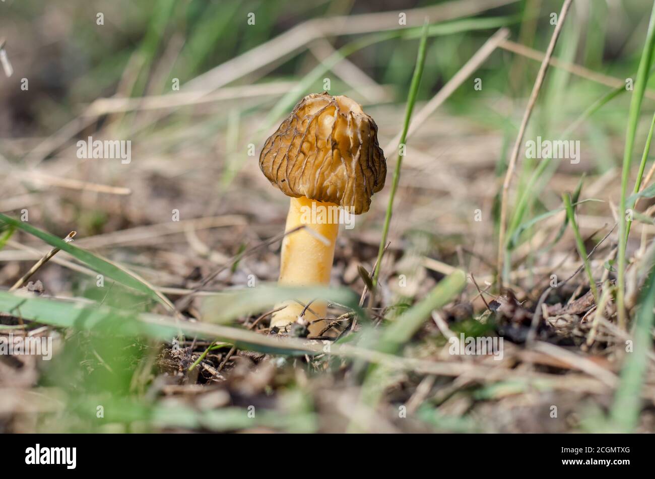 Fake Mushrooms Small Garden Stock Photo 662684743