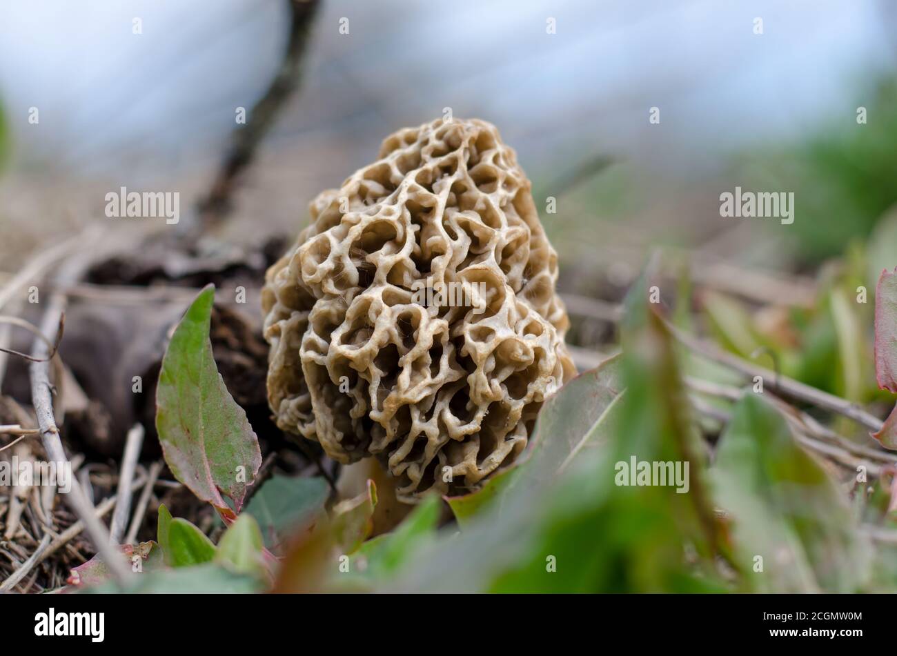 Morchella esculenta (also known as true morel, common morel, morel or yellow morel). Spring