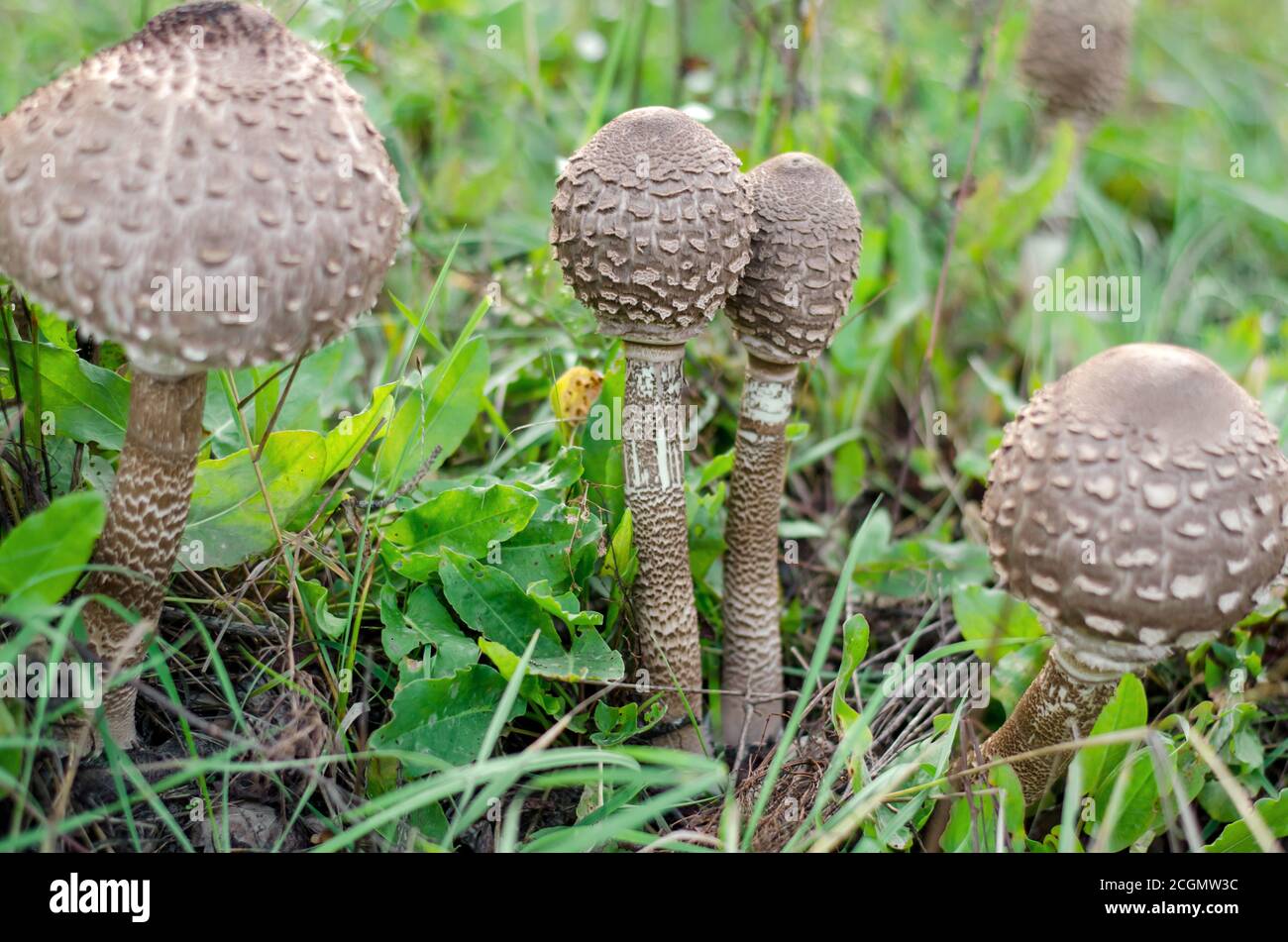 Macrolepiota procera. Edible mushrooms umbrellas growing in old garden. Ukraine. Stock Photo